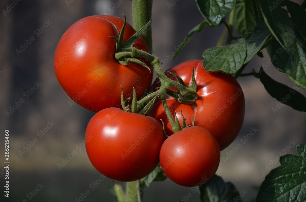 pomidor, jarzyna, jedzenie, czerwień, pomidor, izolowany, swiezy, zdrowa, zieleń, dojrzałe,