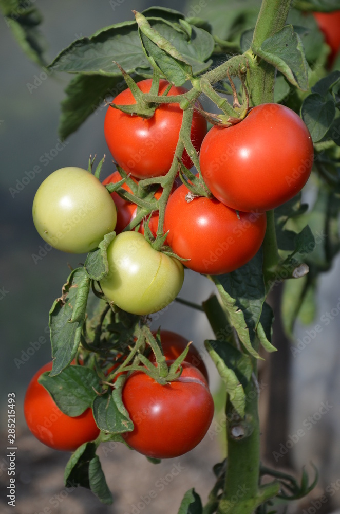 pomidor, jedzenie, jarzyna, pomidor, czerwień, swiezy, dojrzałe, zdrowa,