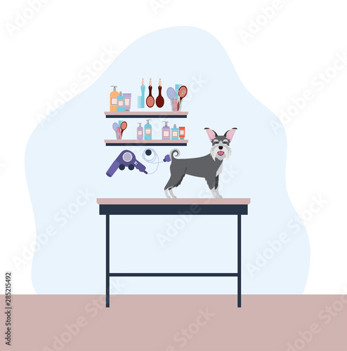 cute schnauzer dog pet character