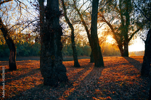 beautiful trees in the autumn forest near the river  bright sunlight at sunset