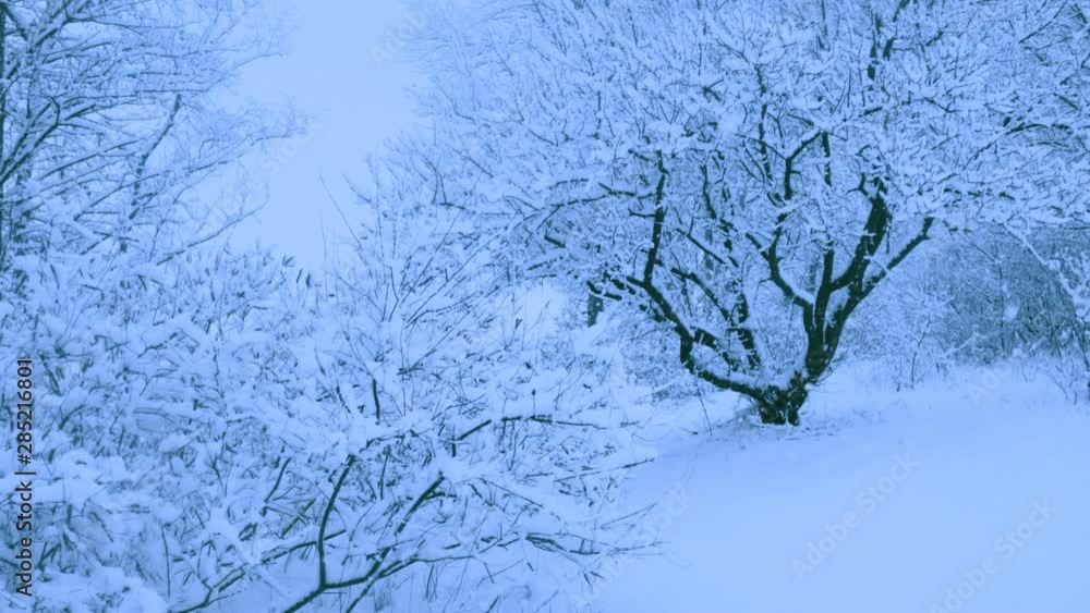 Beautiful snowfall in a winter forest. Snow covered all the trees. Recorded in Raw on Blackmagic camera. Beautiful snowfall in a winter forest. Snow covered all the trees. Recorded in Raw on Blackmagic camera.