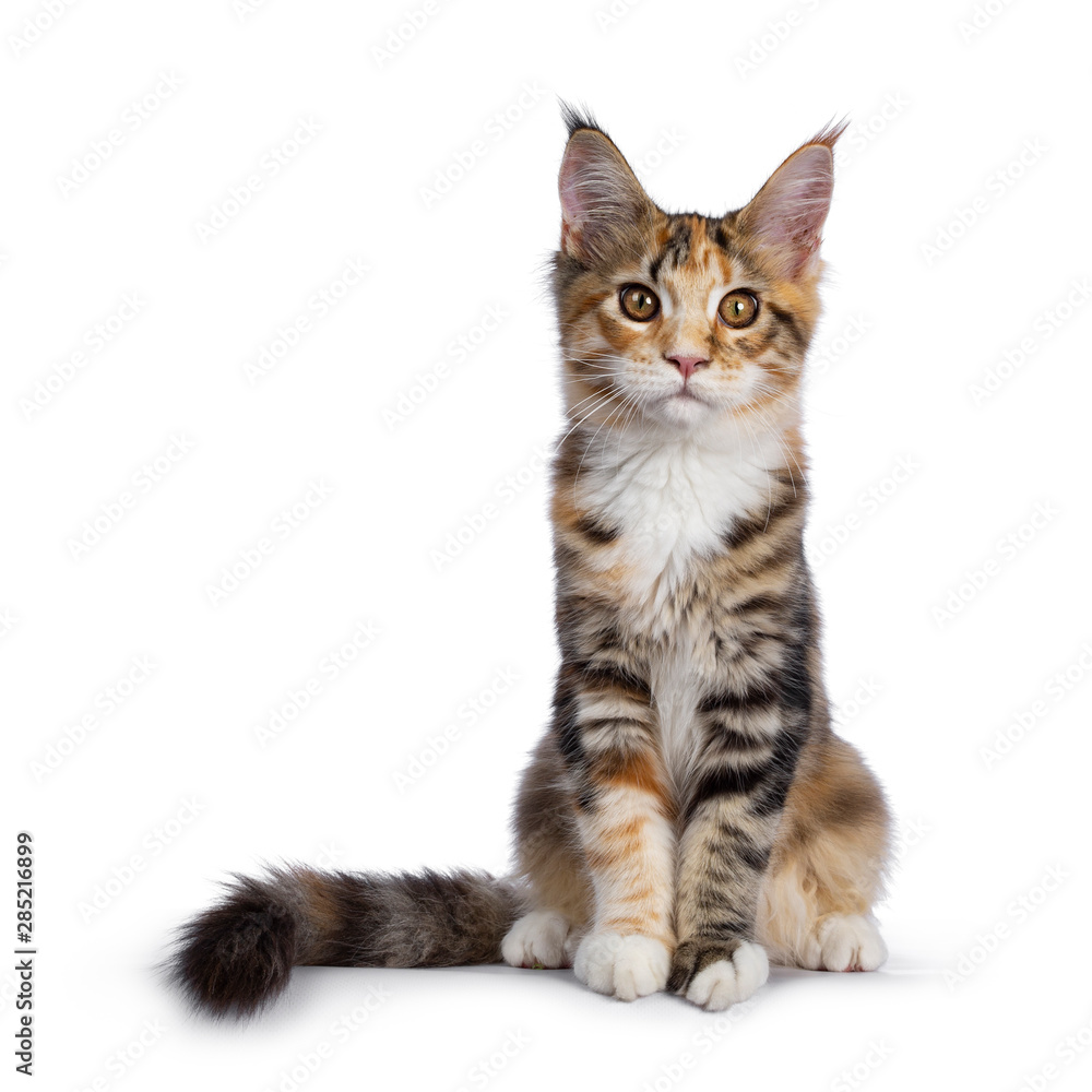 Warm toned cute torbie Maine Coon cat kitten, sitting facing front. Looking beside camera with orange / golden eyes. Isolated on white background. Tail beside body.