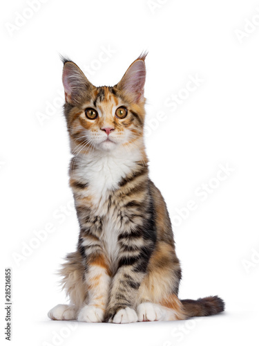 Warm toned cute torbie Maine Coon cat kitten, sitting facing front. Looking beside camera with orange / golden eyes. Isolated on white background.