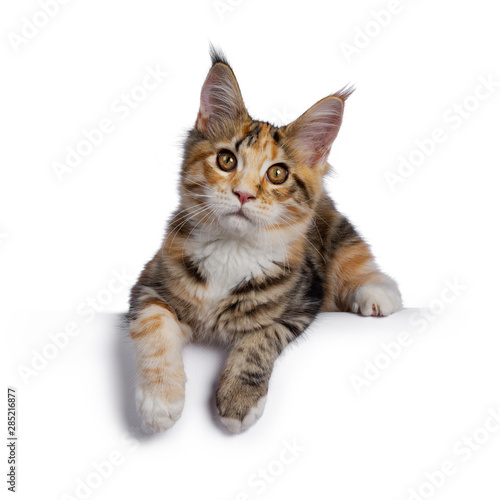 Warm toned cute torbie Maine Coon cat kitten, laying down facing forward. Looking at camera with orange / golden eyes. Isolated on white background.