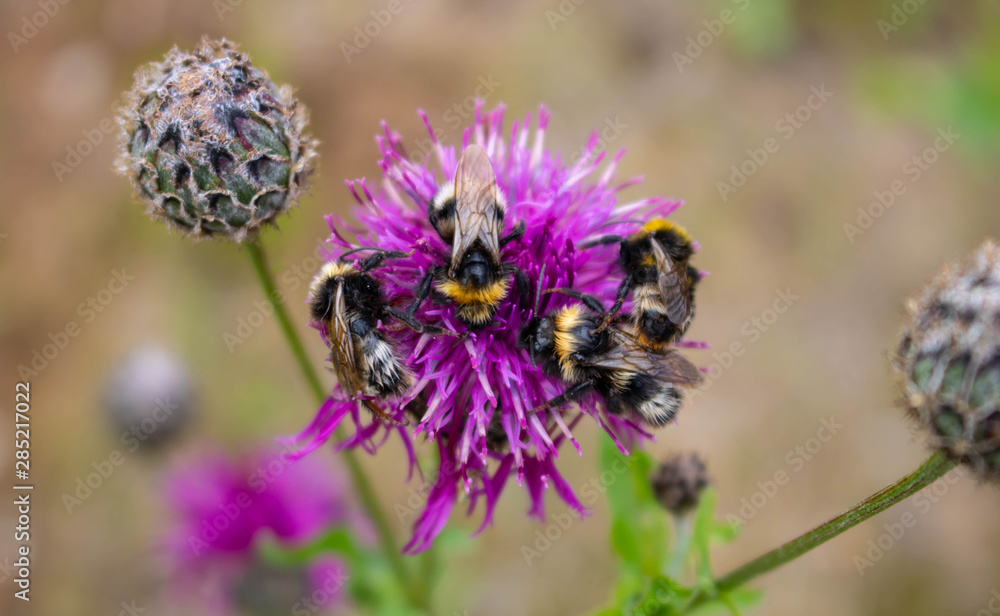Faded close-up image of a bumblebee sitting away from purple Great Globe Thistle flower, blurred green background. Faded close-up image of a bumblebee sitting away from purple Great Globe Thistle flower, blurred green background.