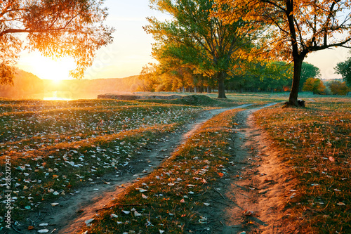 ground road and beautiful trees in the autumn forest,bright sunlight with shadows at sunset