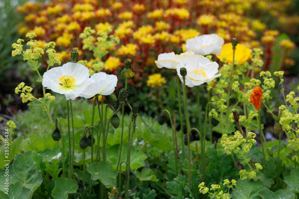 Fototapeta premium Weiße Mohnblumen und Mauerpfeffer im Steingarten, Panorama