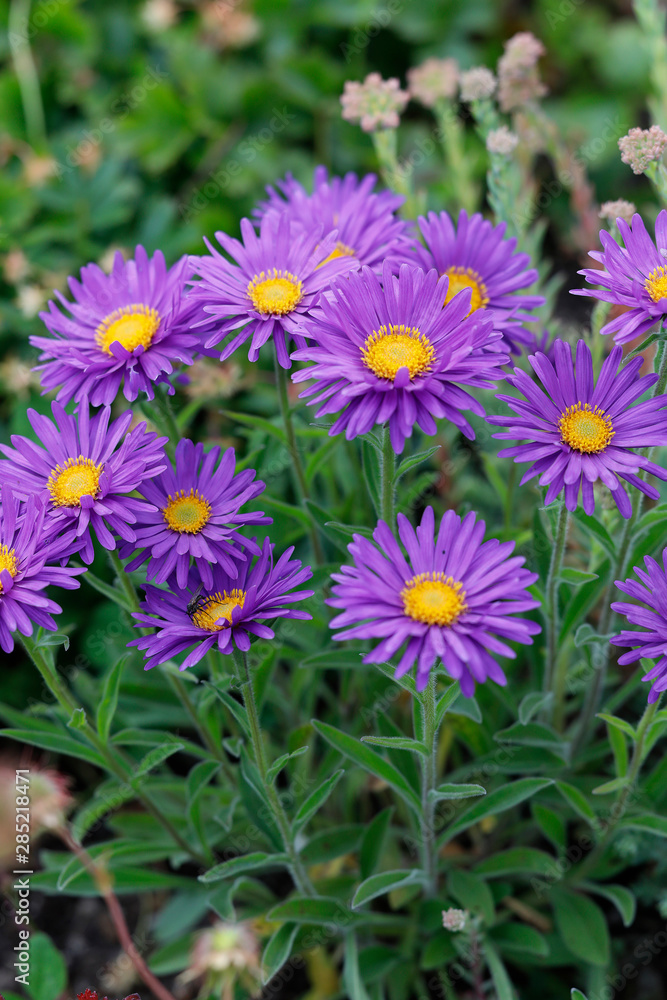 Berg-Aster (Aster amellus) oder Kalk-Aster, Pflanze mit blauen Blüten Berg-Aster (Aster amellus) oder Kalk-Aster, Pflanze mit blauen Blüten