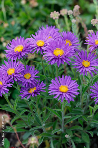 Berg-Aster  Aster amellus  oder Kalk-Aster  Pflanze mit blauen Bl  ten