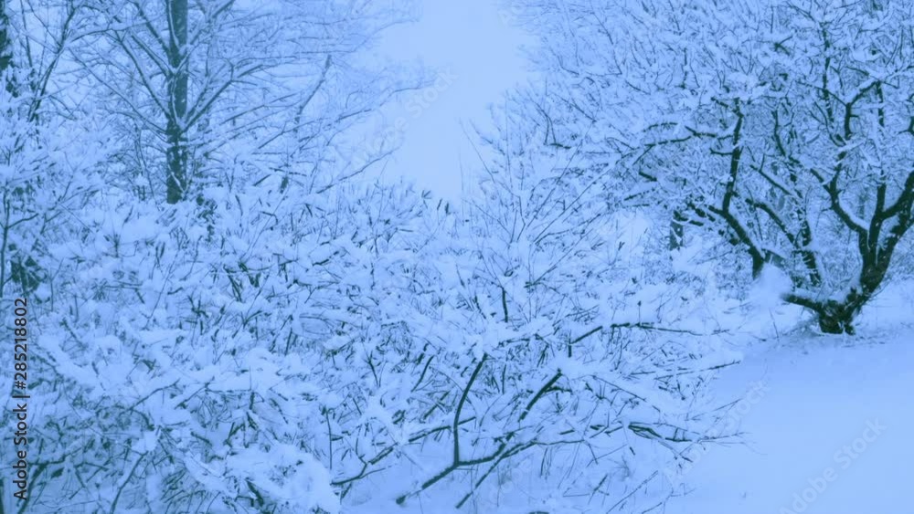 Beautiful snowfall in a winter forest. Snow covered all the trees. Recorded in Raw on Blackmagic camera. Beautiful snowfall in a winter forest. Snow covered all the trees. Recorded in Raw on Blackmagic camera.