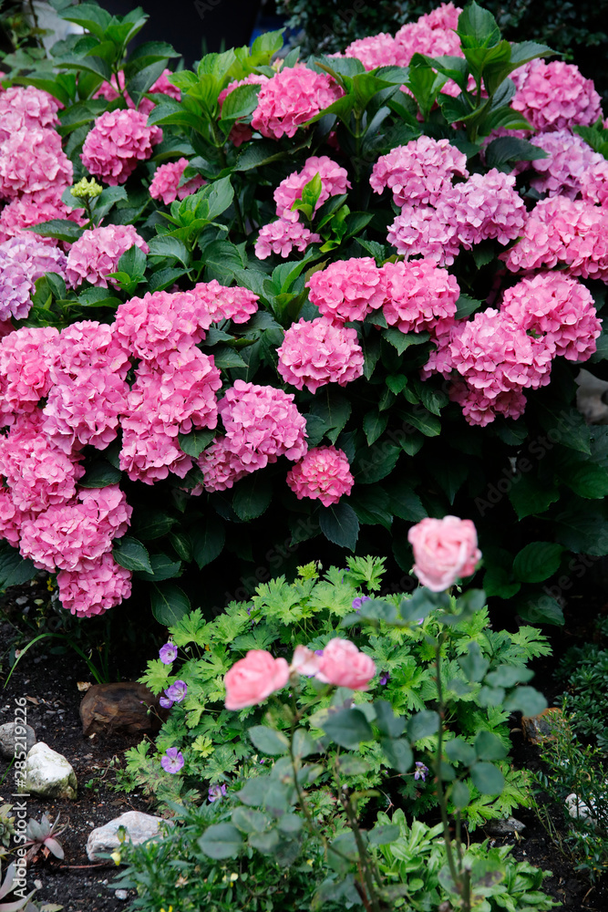 Hortensien (Hydrangea) Busch mit rosa Blüten Hortensien (Hydrangea) Busch mit rosa Blüten