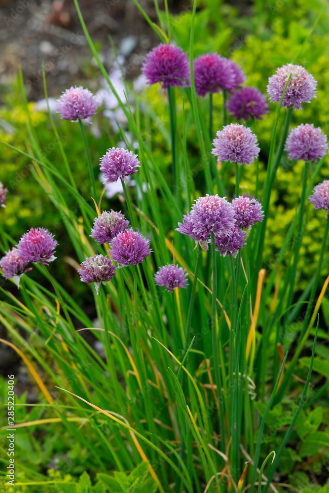 Schnittlauch (Allium schoenoprasum) mit blauen Blüten Schnittlauch (Allium schoenoprasum) mit blauen Blüten