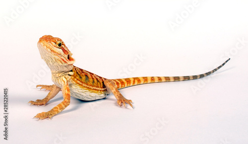 Bartagame (Pogona vitticeps) - bearded dragon photo