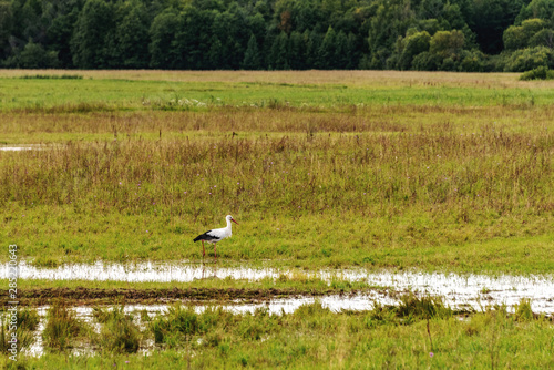 Rural landscape with a stork. Copy space.