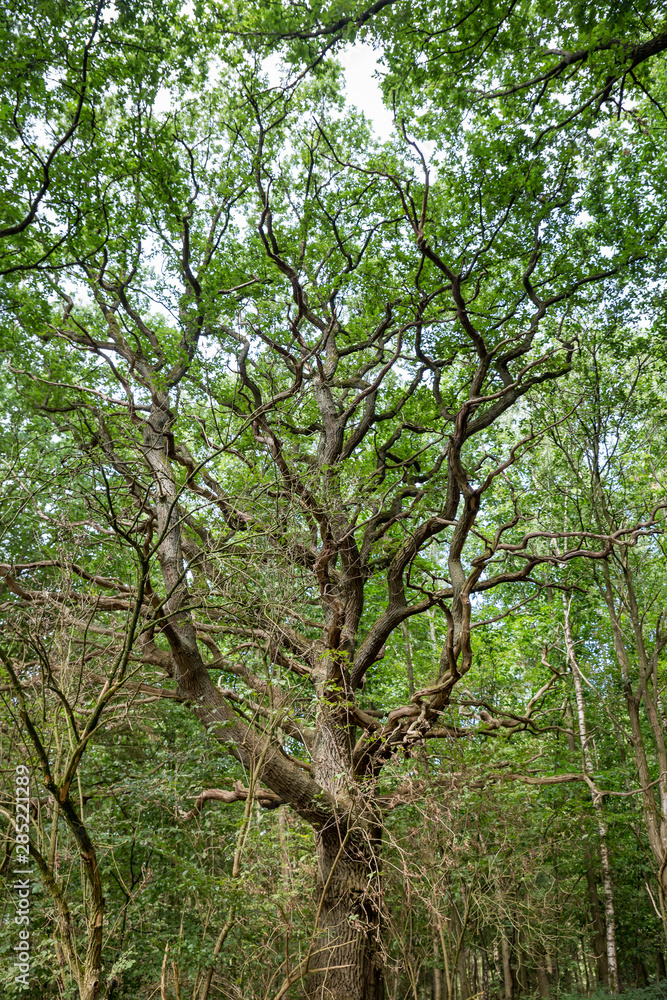 Old Tree with Long Branches in the Forest, Germany Old Tree with Long Branches in the Forest, Germany