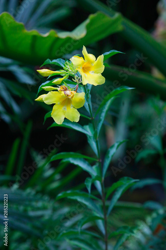 Goldtrompete (Allamanda cathartica) Pflanze mit gelben Blüten  photo