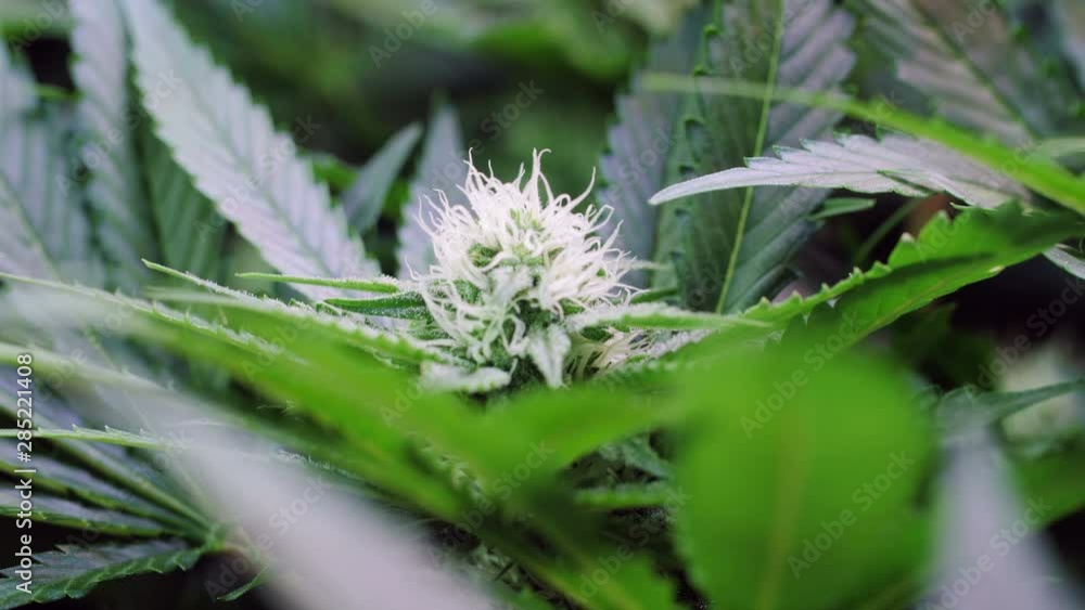Slow motion shot of a cannabis plants growing in a grow tent during flowering stage Slow motion shot of a cannabis plants growing in a grow tent during flowering stage