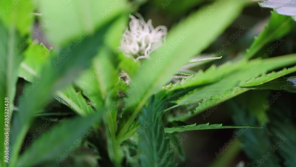 Slow motion shot of a cannabis plants growing in a grow tent during flowering stage Slow motion shot of a cannabis plants growing in a grow tent during flowering stage