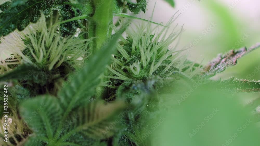 Slow motion shot of a cannabis plants growing in a grow tent during flowering stage Slow motion shot of a cannabis plants growing in a grow tent during flowering stage