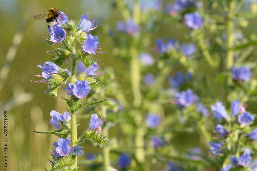 Blauer Natternkopf mit Hummel in der Blüte Blauer Natternkopf mit Hummel in der Blüte
