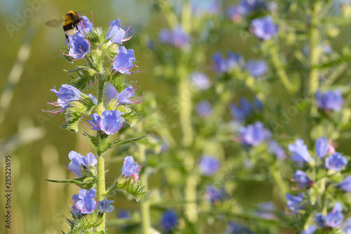 Blauer Natternkopf mit Hummel in der Blüte