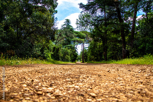 road in the forest somewhere at French Riviera 