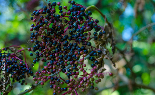 black elderberry fruits on a bush