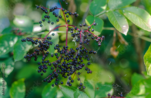 black elderberry fruits on a bush photo