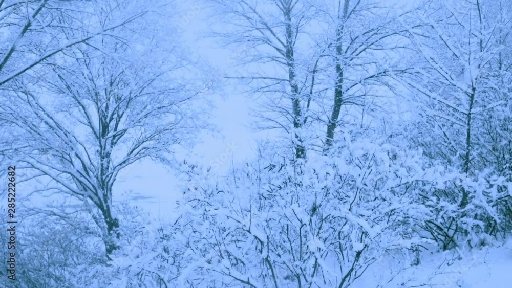 Beautiful snowfall in a winter forest. Snow covered all the trees. Recorded in Raw on Blackmagic camera. Beautiful snowfall in a winter forest. Snow covered all the trees. Recorded in Raw on Blackmagic camera.