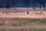 Young roebuck roams over meadow at dusk.