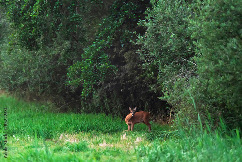 Roe doe in meadow at edge of forest.