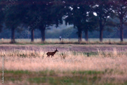 Young roebuck roams over meadow at dusk.