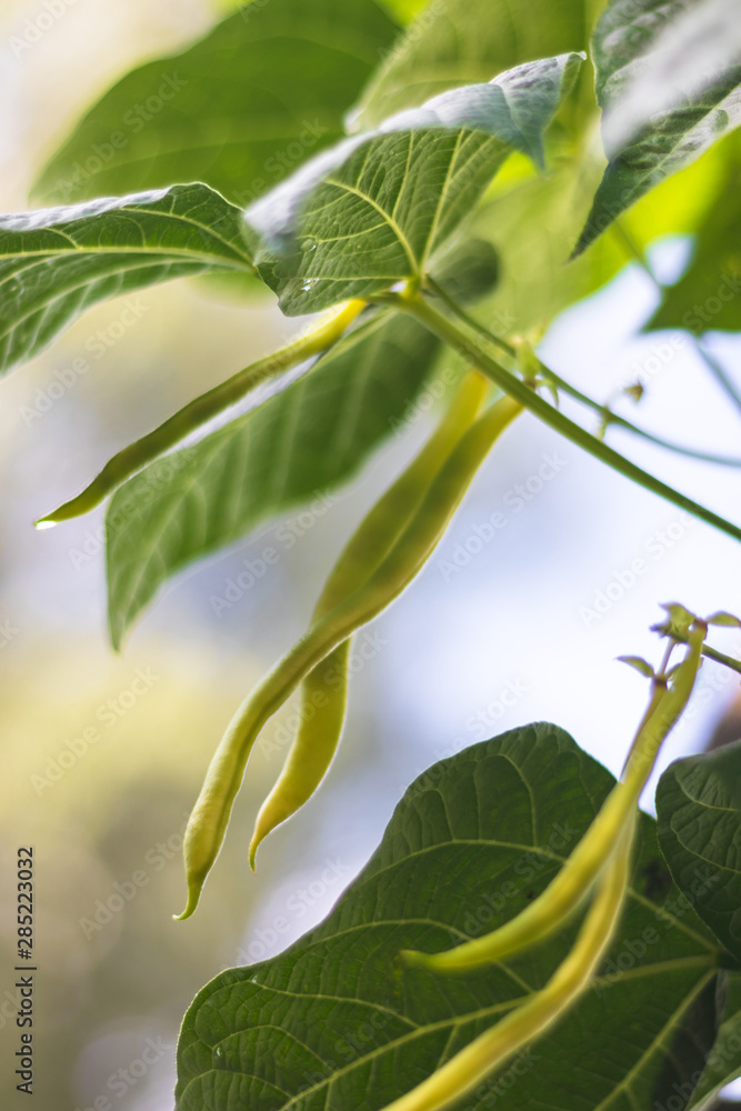 Obraz premium pods of beans on plant (common bean), green leaves around, clear sky in background, in the garden