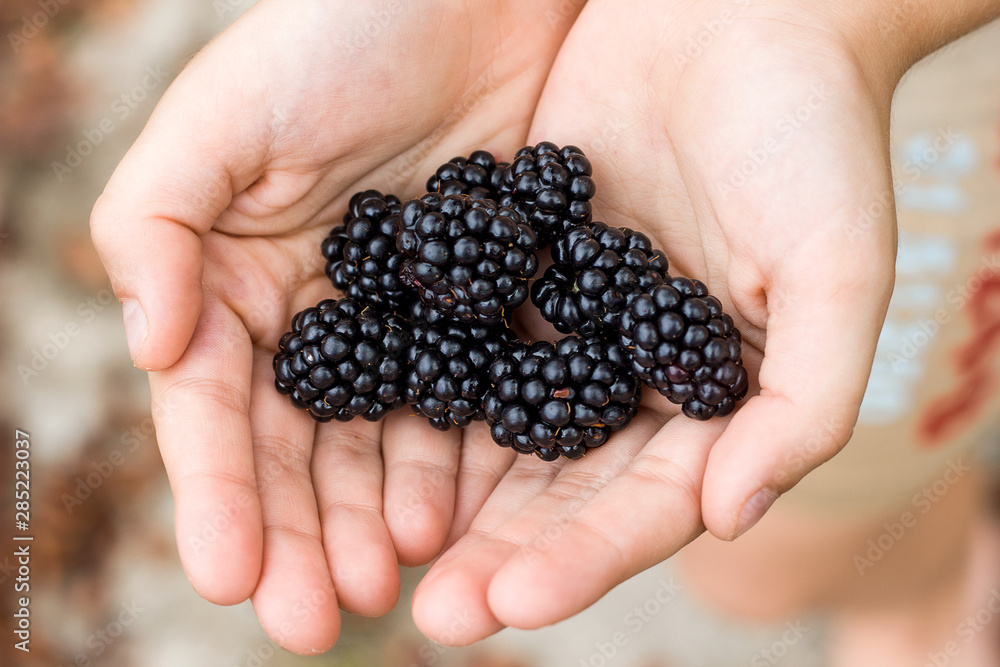 blackberry in children's palms harvest of berries blurred background autumn leaves blackberry in children's palms harvest of berries blurred background autumn leaves