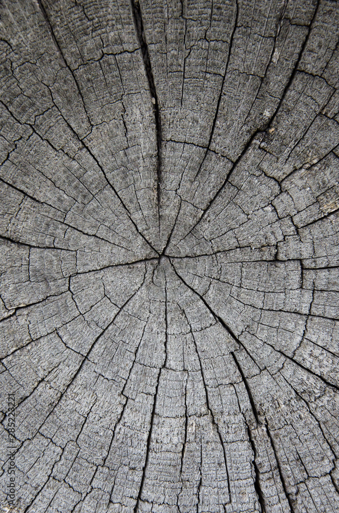 Fototapeta premium Concentric annual rings on an old gray log