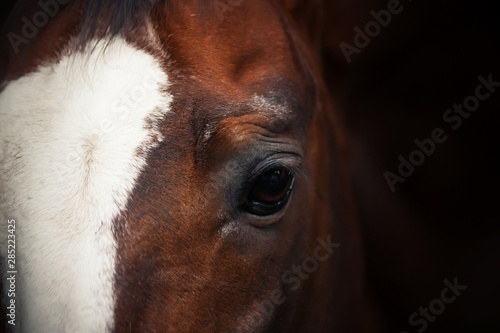Portrait of a Bay horse with a white spot on his forehead and a dark mane on a dark background