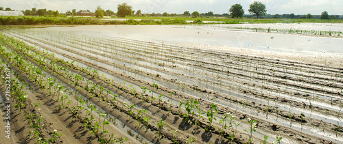 Agricultural land affected by flooding. Flooded field. The consequences of rain. Agriculture and farming. Natural disaster and crop loss risks. Leek and pepper. Ukraine Kherson region. Selective focus photo