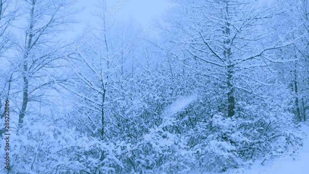 Beautiful snowfall in a winter forest. Snow covered all the trees. Recorded in Raw on Blackmagic camera. Beautiful snowfall in a winter forest. Snow covered all the trees. Recorded in Raw on Blackmagic camera.
