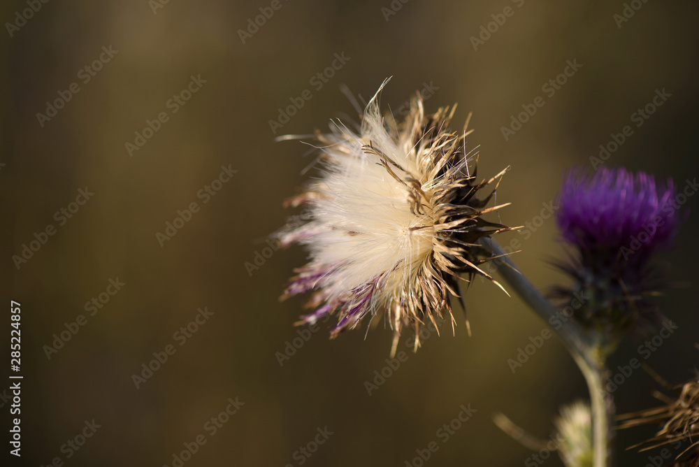 Thistle flowers (Cardus Marianus) at the top of the mountains at sunset Thistle flowers (Cardus Marianus) at the top of the mountains at sunset