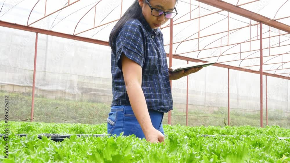 Asian woman gardener work in greenhouse with notebook examines the fresh organic vegetable in hydroponic vegetable field. Asian woman gardener work in greenhouse with notebook examines the fresh organic vegetable in hydroponic vegetable field.