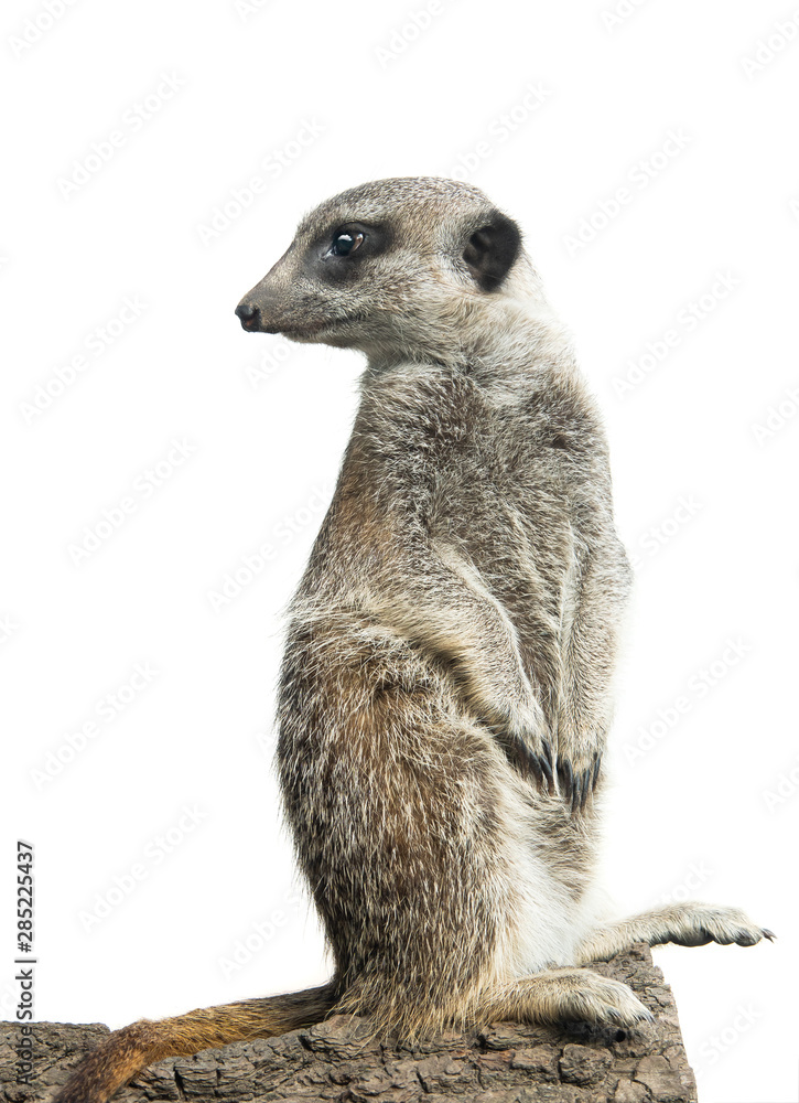 meerkat isolated on a white background meerkat isolated on a white background