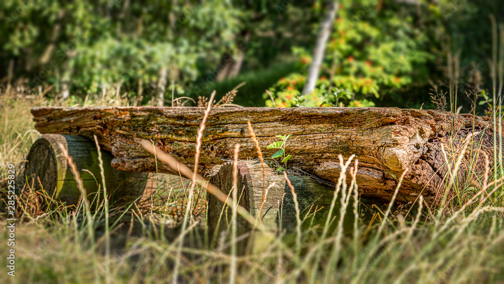 Eine verwitterte Holzbank im Wald Eine verwitterte Holzbank im Wald