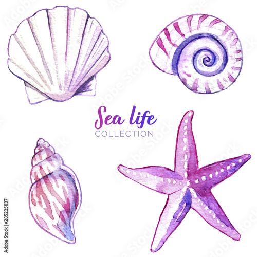 Set of watercolor hand drawn seashells rose and purple color.sea life animals vector collection. marine blue seashells and starfish on white background