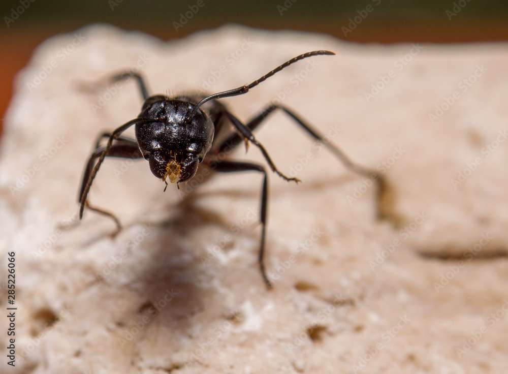 The Ant head The Ant head