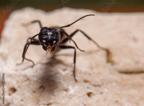 The Ant head © Riccardo