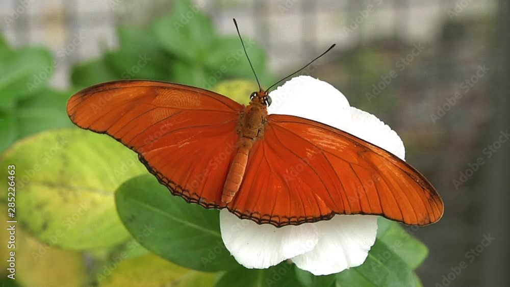 Dryas Iulia Butterfly in Thai Garden. Phuket, Thailand Dryas Iulia Butterfly in Thai Garden. Phuket, Thailand