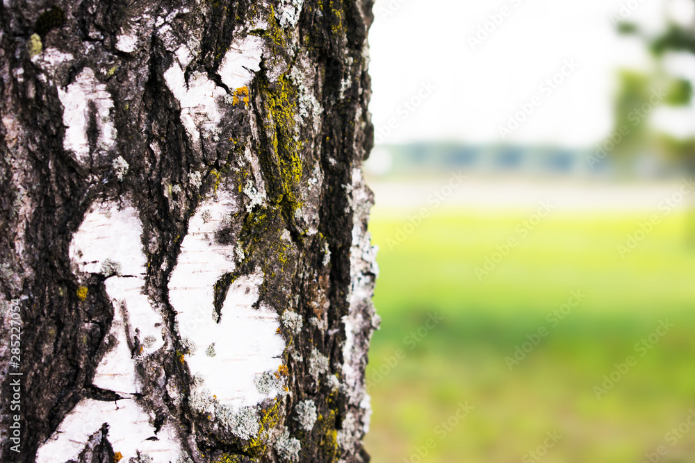 Fototapeta premium Tree in park with green grass, birch in the foreground, field, park, background