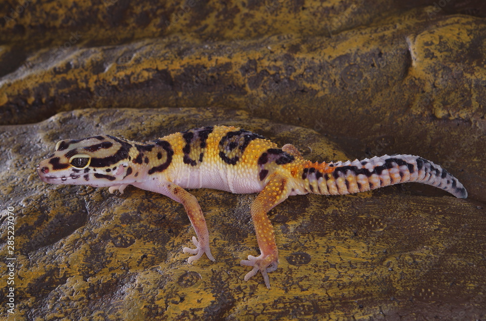 Obraz premium 게코. 도마뱀.애완용. 애완용도마뱀.