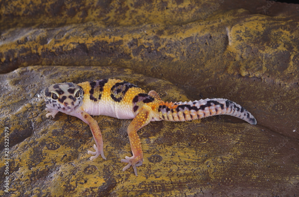 Obraz premium 게코. 도마뱀.애완용. 애완용도마뱀.