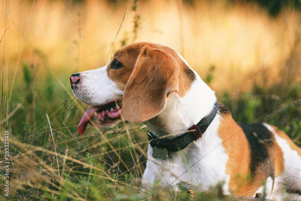 Beautiful young beagle dog lying outdoor in the nature, golden hour, sunset